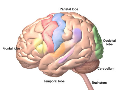 PS_nervous_colored_cortex_4 PS_nervous_colored_cortex_4