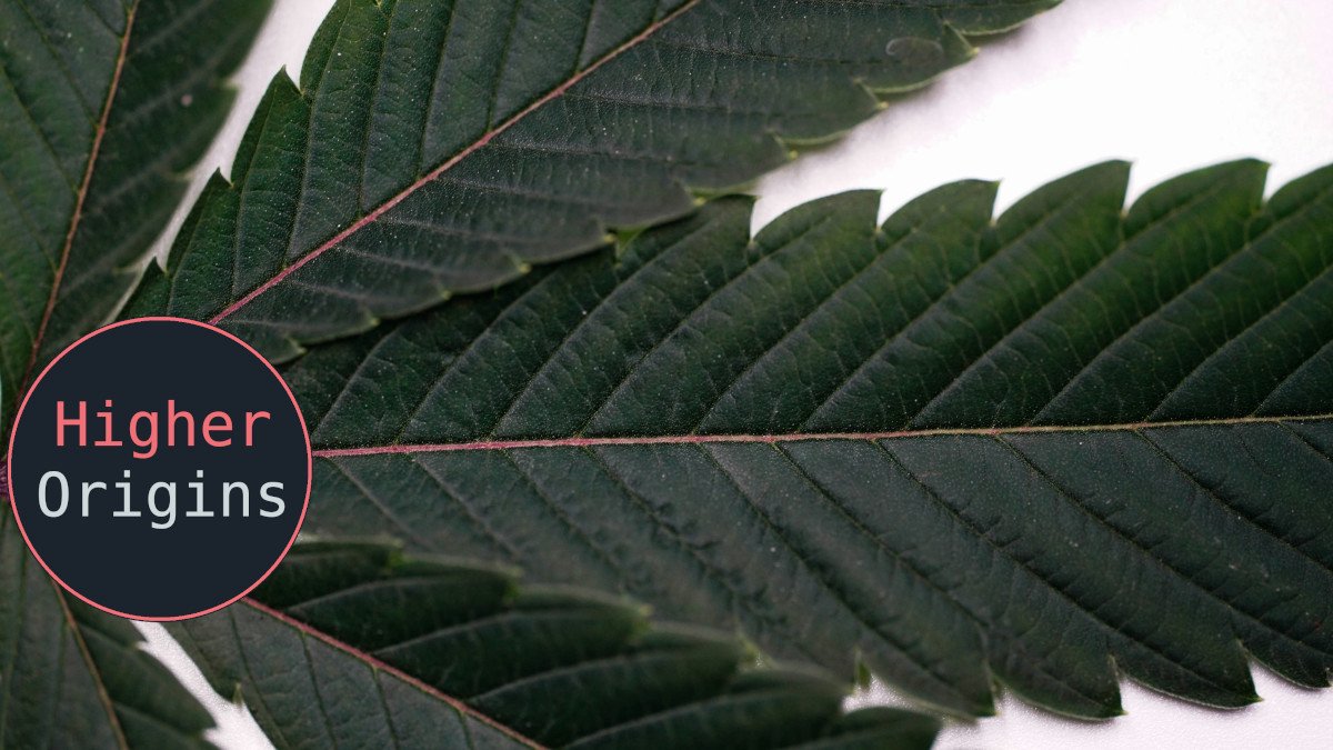 banner image for the article California Cannabis in 2024: Analysis and Commentary